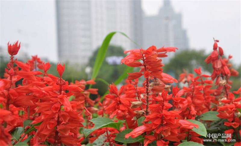新大洲花卉苗木供应实惠的一串红——优质一串红