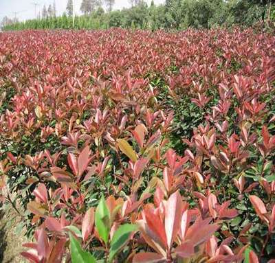 山东保安苗木花卉基地